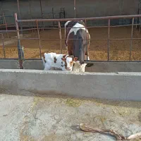 کار در دامداری