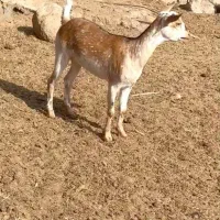 دام اصل|حیوانات مزرعه|بافت, |دیوار
