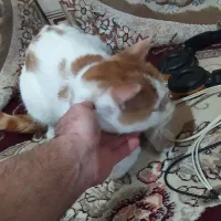 واگذاری رایگان گربه نر|گربه|کرمانشاه, |دیوار