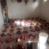 سلاخ سلاخی ذبح قصاب حرفهای گوساله گوسفند حلال|خدمات پذیرایی، مراسم|زنجان, |دیوار