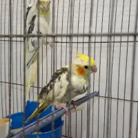 عروس هلندی نر و جوجه ش|پرنده|تربت‌حیدریه, رضاشهر|دیوار