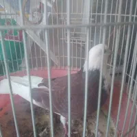 کفتر باخت رفته