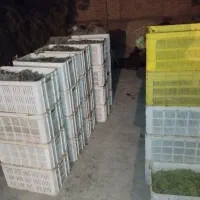 انگور صاحبی