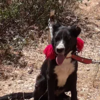 توله ۸ ماهه سرابی