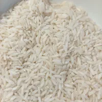 برنج بی‌نام کشت دوم