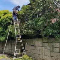 هرس درختان / اره بنزینی