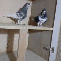 کبوتر جفتی|پرنده|سبزوار, امیر کبیر|دیوار