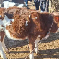 گوساله های ماده|حیوانات مزرعه|اهر, |دیوار