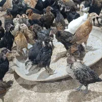 جوجه مرغ به شرط محلی