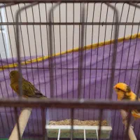 تعدادی قناری نر و ماده|پرنده|شیراز, زرهی|دیوار