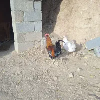 دو خروس چهل تاج خوش رنگ و زیبا|حیوانات مزرعه|سنندج, |دیوار