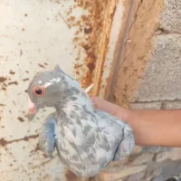 کفتر پلنگ