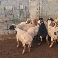 فروش گوسفند