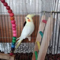 عروس هلندی نر