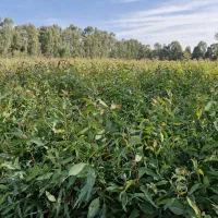 اکالیپتوس در ساری