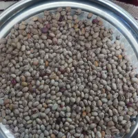 فروش لوبیاچیتی