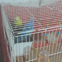 باسلام مرغ عشق تخم کن جفت