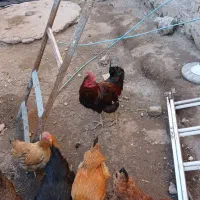 خروس|حیوانات مزرعه|هیر, |دیوار