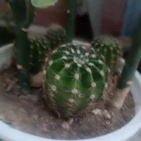 کاکتوس