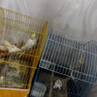 پرنده|پرنده|نورآباد, |دیوار