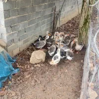 اردک و قو غاز و غاز اسرائیلی|حیوانات مزرعه|هچیرود, |دیوار