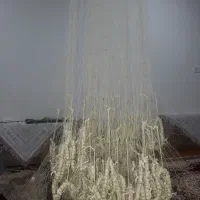 تورماهیگیری پرتابی