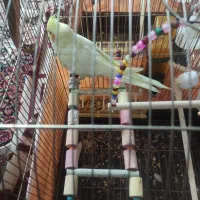 عروس هلندی نر لوتینو|پرنده|اصفهان, جاوان|دیوار