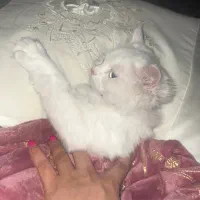 گربه بریتیش|گربه|پاکدشت, پاکدشت (مامازند)|دیوار