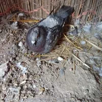 پلاکی معاوضه با کبوترساده