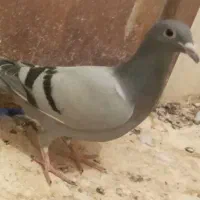 جوجه سبز گم شده|حیوانات|نیشابور, جمهوری|دیوار