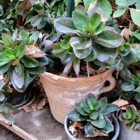 گلهای آپارتمانیگ|گل و گیاه طبیعی|سبزوار, امام خمینی (ناوی)|دیوار