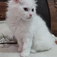 گربه پرشین سفید + تمام وسایل
