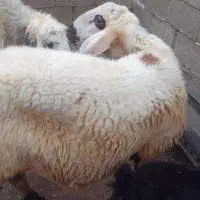 قوچ نژاد دار