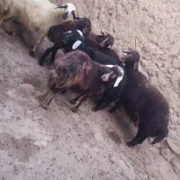 پنج راس بره ماده خوش  با سه راس قوچ جوان|حیوانات مزرعه|تکاب, |دیوار