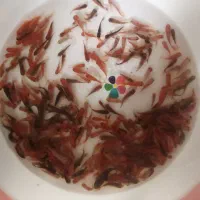 فروش ماهی قرمز عمده