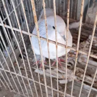 یال الماسی نر