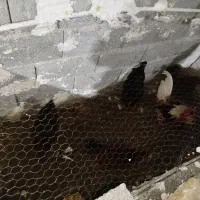 مرغ خروس|حیوانات مزرعه|جوانرود, |دیوار