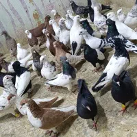 کبوتر جدید رسید