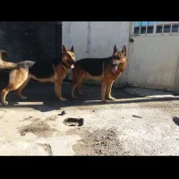 ژرمن شپرد نر|سگ|رودسر, |دیوار