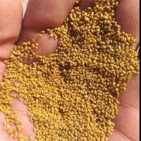 فروش بذر تضمینی|خدمات باغبانی و درختکاری|شیراز, قصرالدشت|دیوار