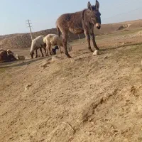 کر خر گوسفندی|حیوانات|مانه, |دیوار