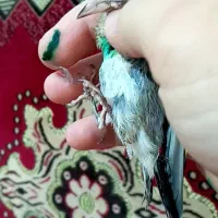 جوجه سهره نر ریز خونی هم میکنن معاوضه با قناری