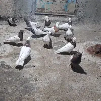 کبوتر|پرنده|بروجرد, |دیوار