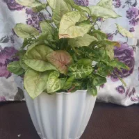 گل سنگنیوم|گل و گیاه طبیعی|رشت, استقامت ۲|دیوار