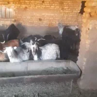 ۵۰ راس بز داشتی و کشتی جفتی بیست ودو میلیون|حیوانات مزرعه|اقلید, |دیوار