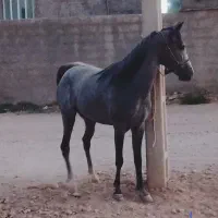 کره مادیان‌|اسب و تجهیزات اسب‌سواری|رونیز, |دیوار