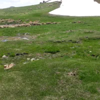 فروش-زمین-دیم