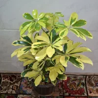 گل ارزانتر از کل اصفهان قیمت تولید گلخونه محلات|گل و گیاه طبیعی|اصفهان, باغ فدک|دیوار