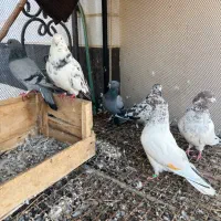 چند تا کفتر|پرنده|جلفا, |دیوار