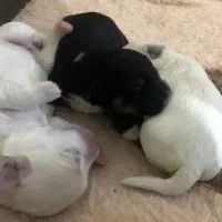 سگ پامر|سگ|اهواز, فولادشهر|دیوار